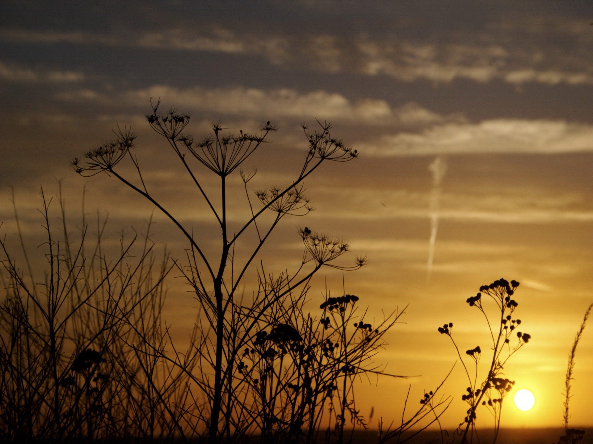 licht himmel blumen dill