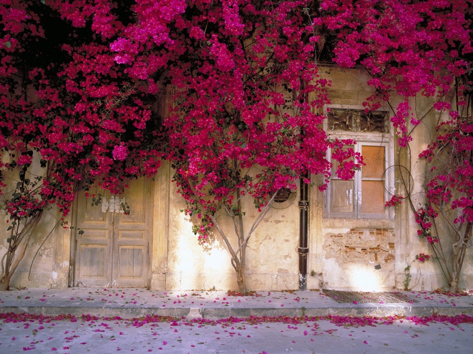 blumen wand fenster