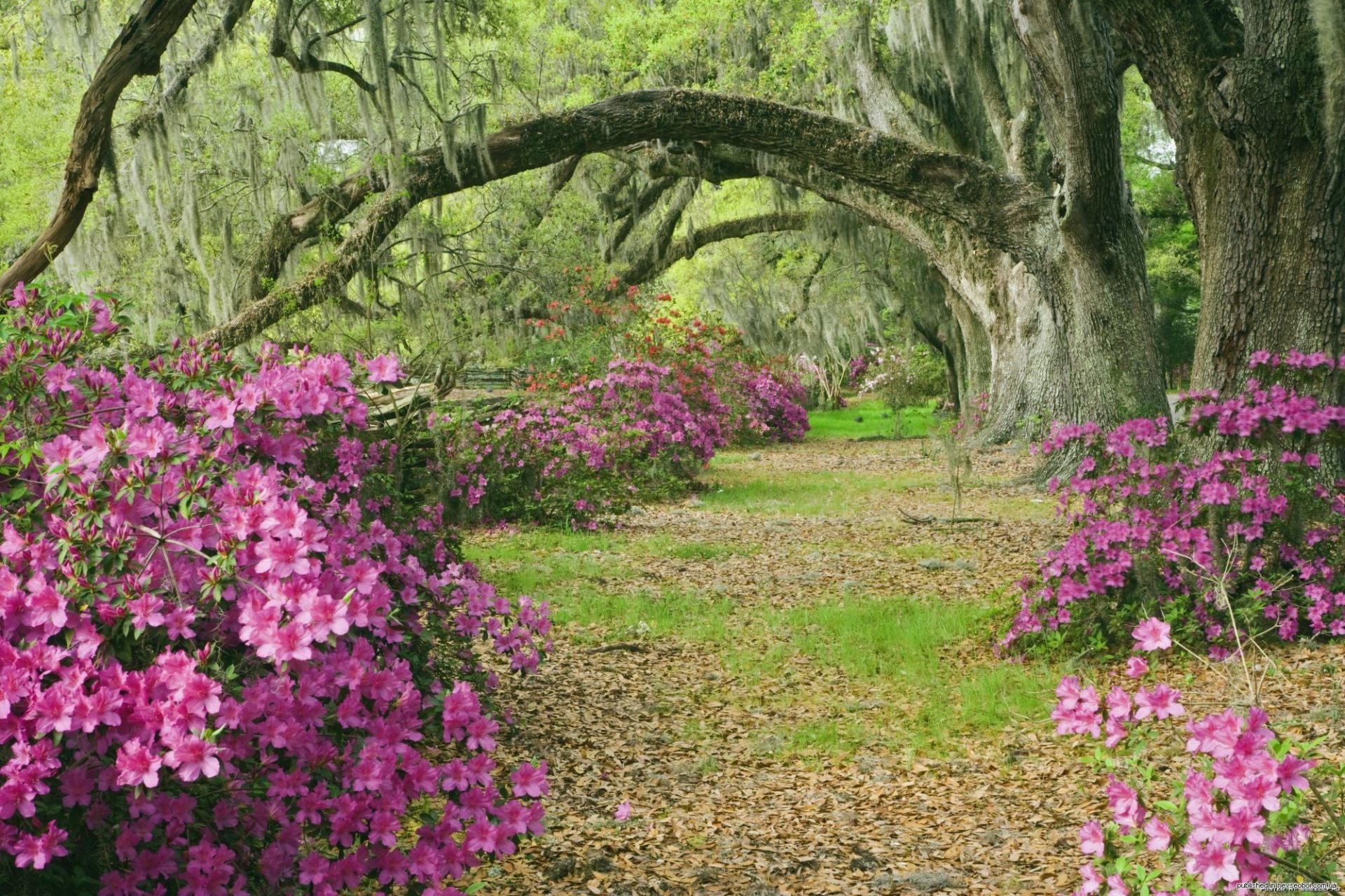 azaleas callejón carolina del sur árboles