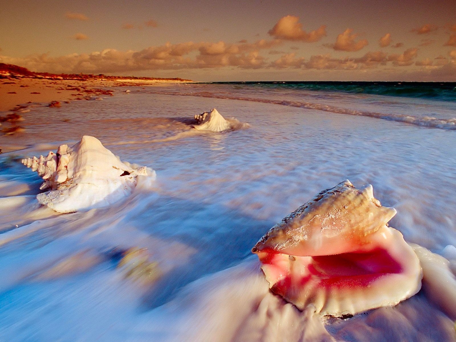 muscheln meer ufer