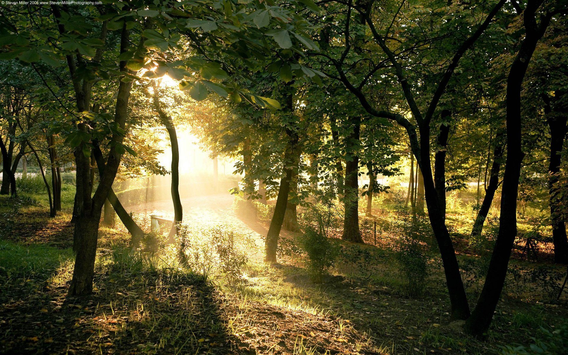 alberi luce sole