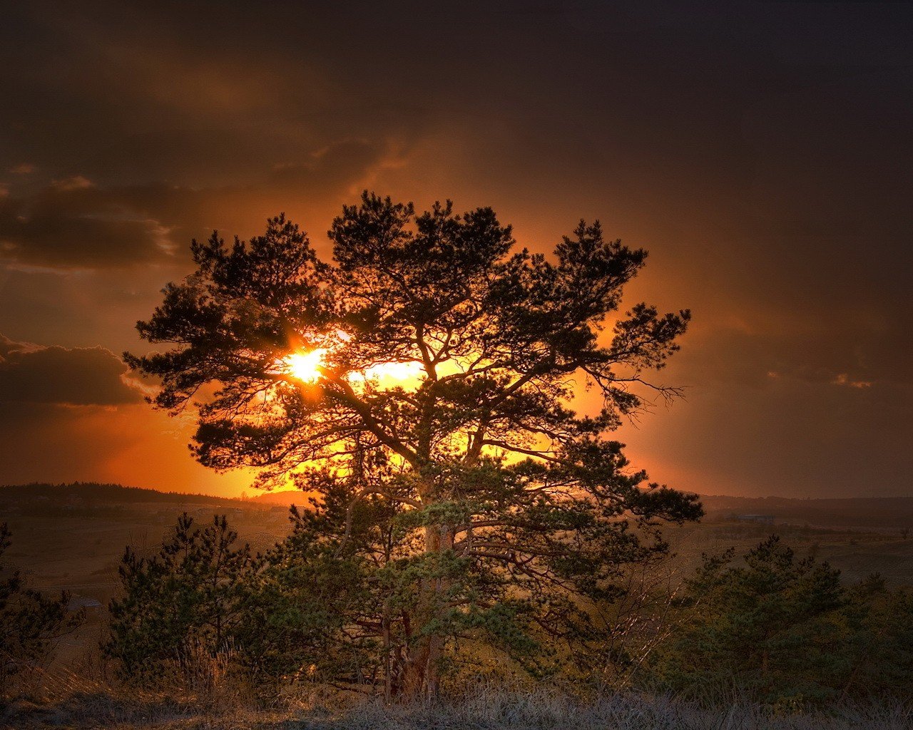 tree sun sunset