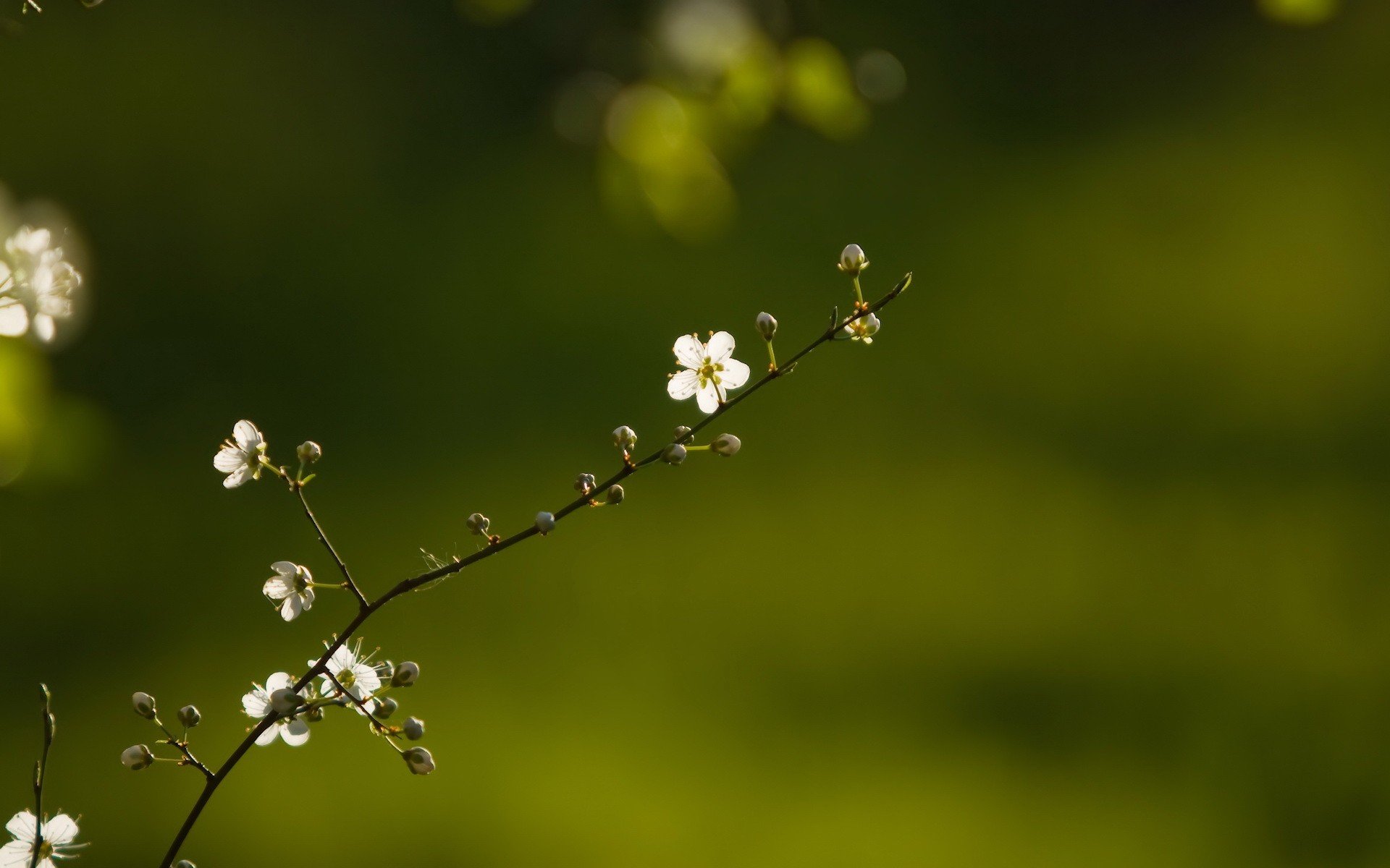 printemps brindille fleur