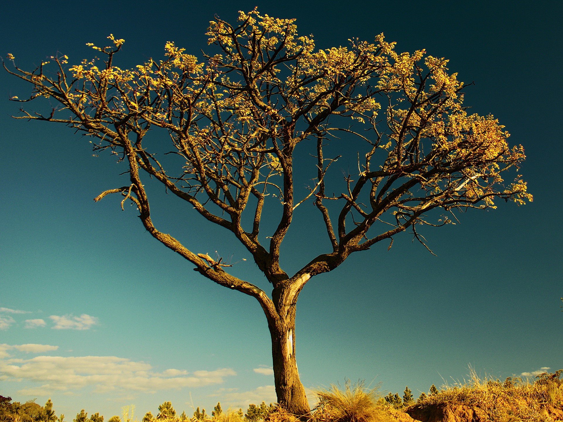 arbre feuilles ciel