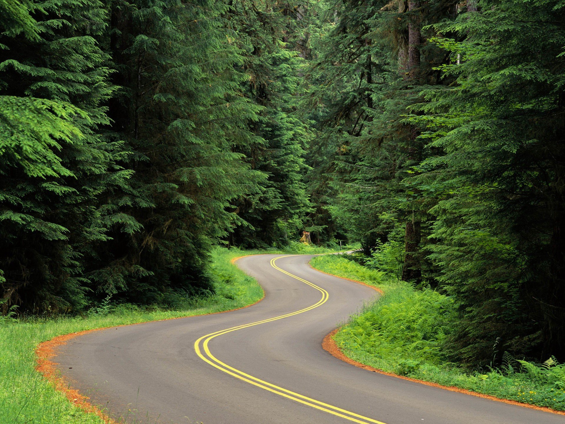 strada curva alberi