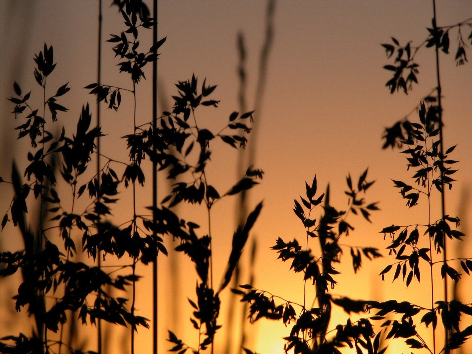 gras sonnenuntergang