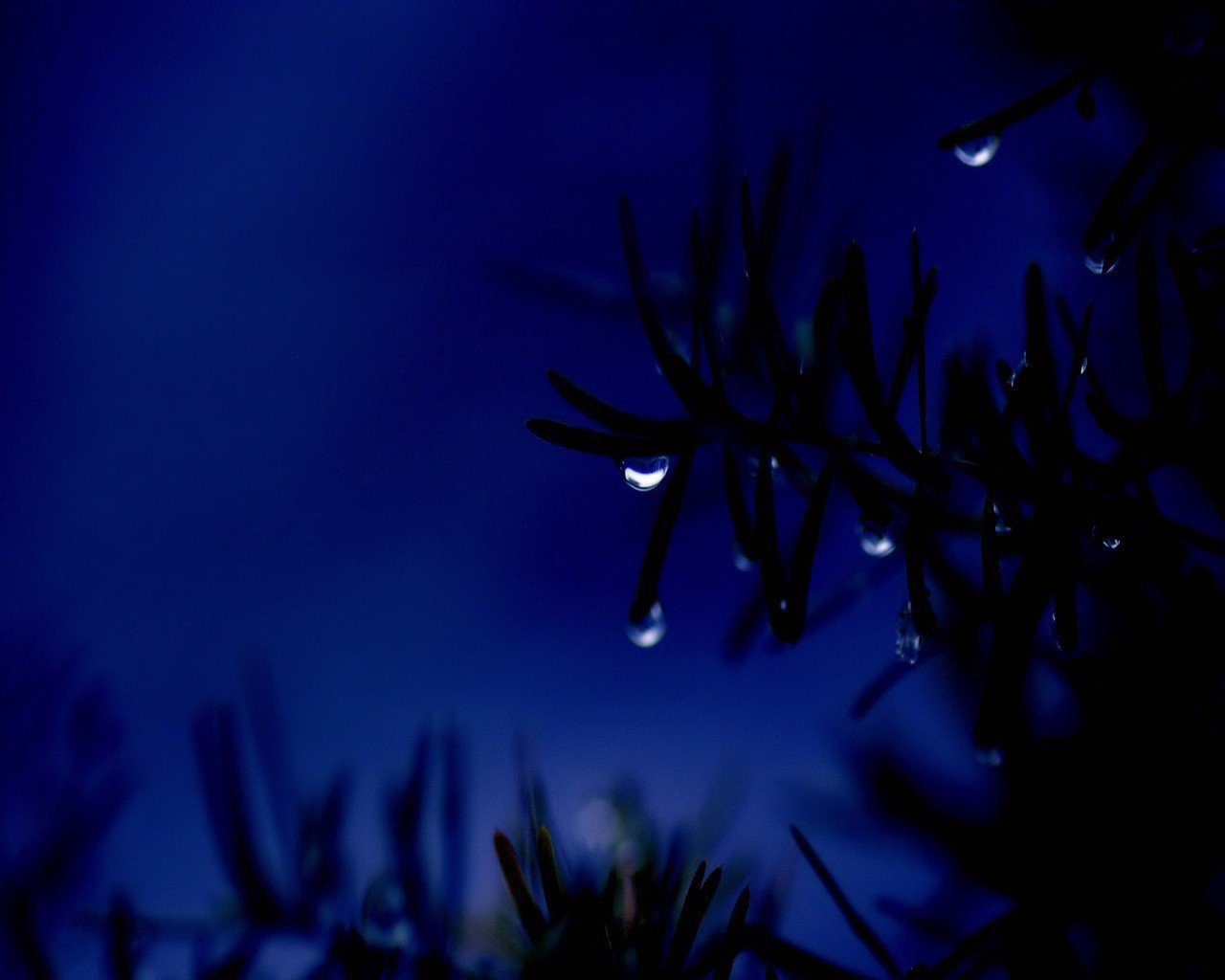 blau tropfen zweig nacht