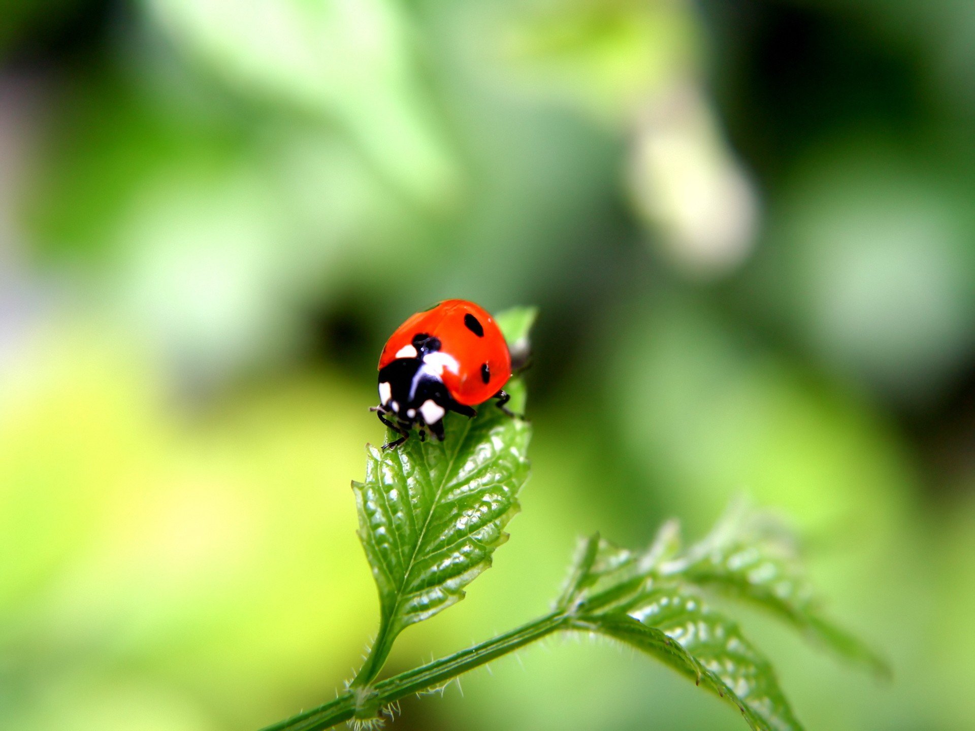 foglia verde fuoco scarabeo