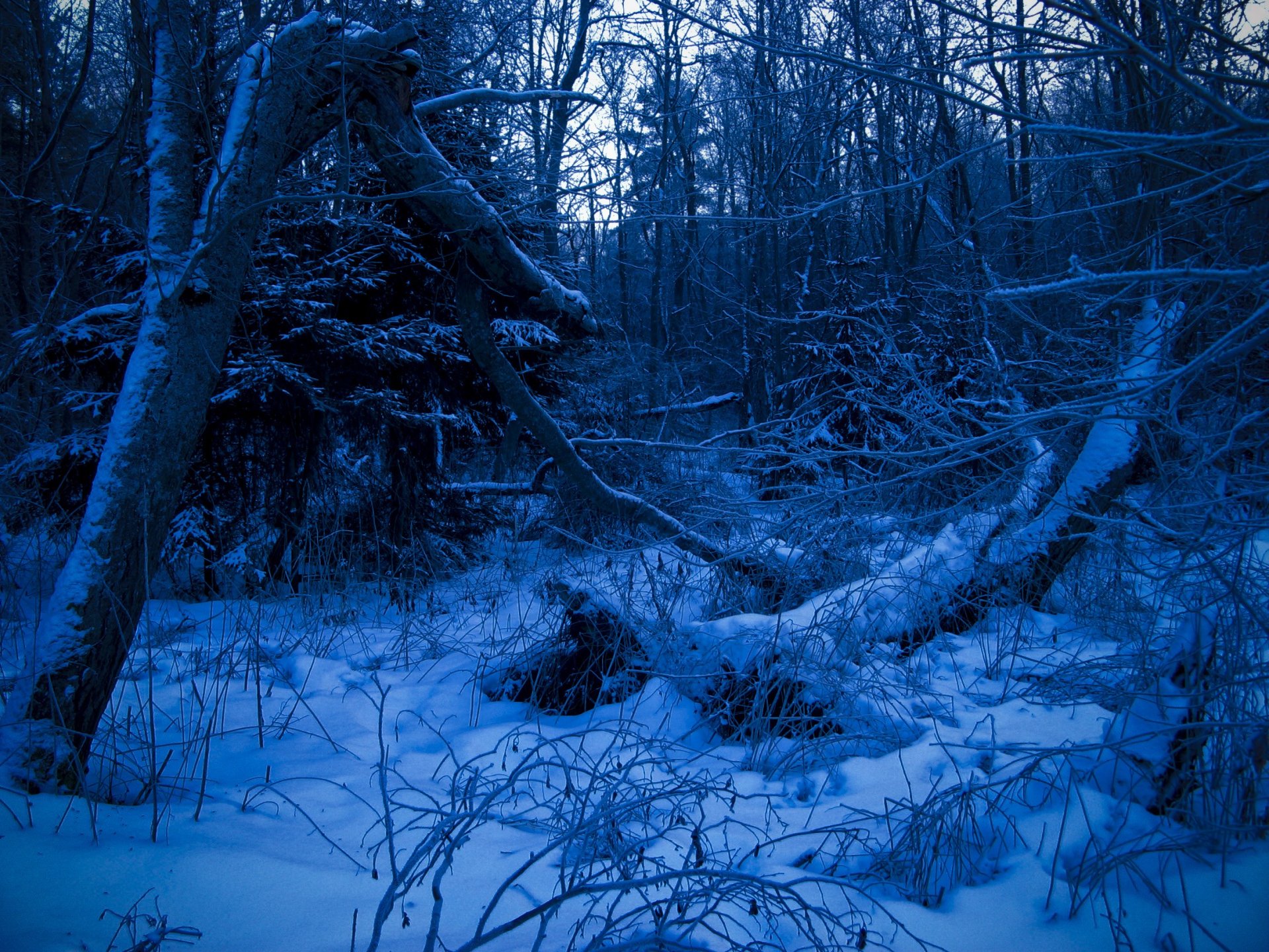 winter wald blau