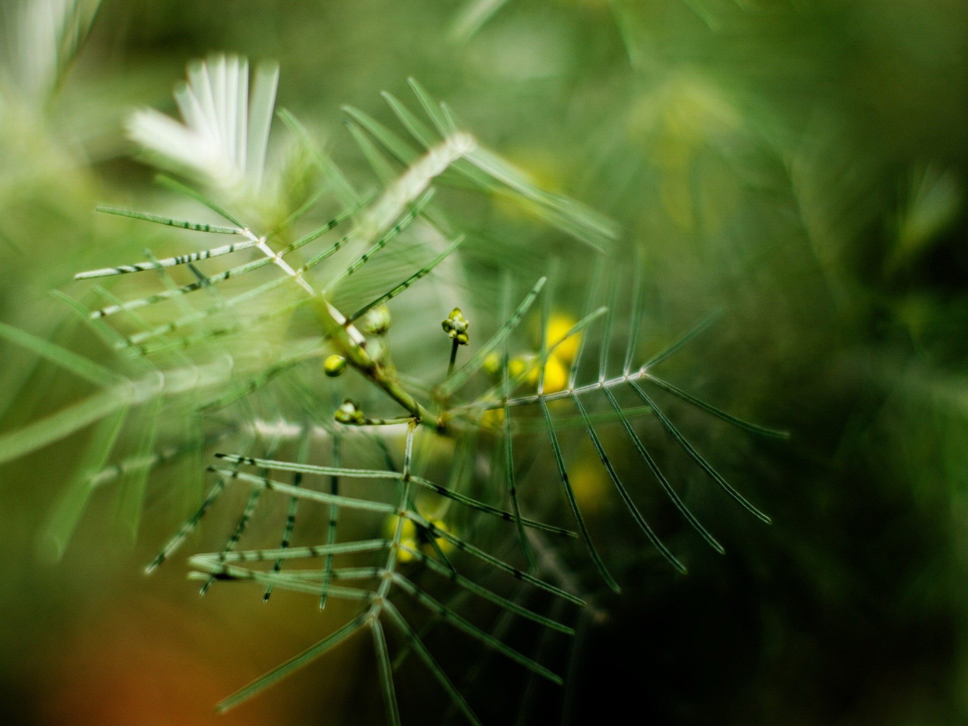 green blur branch