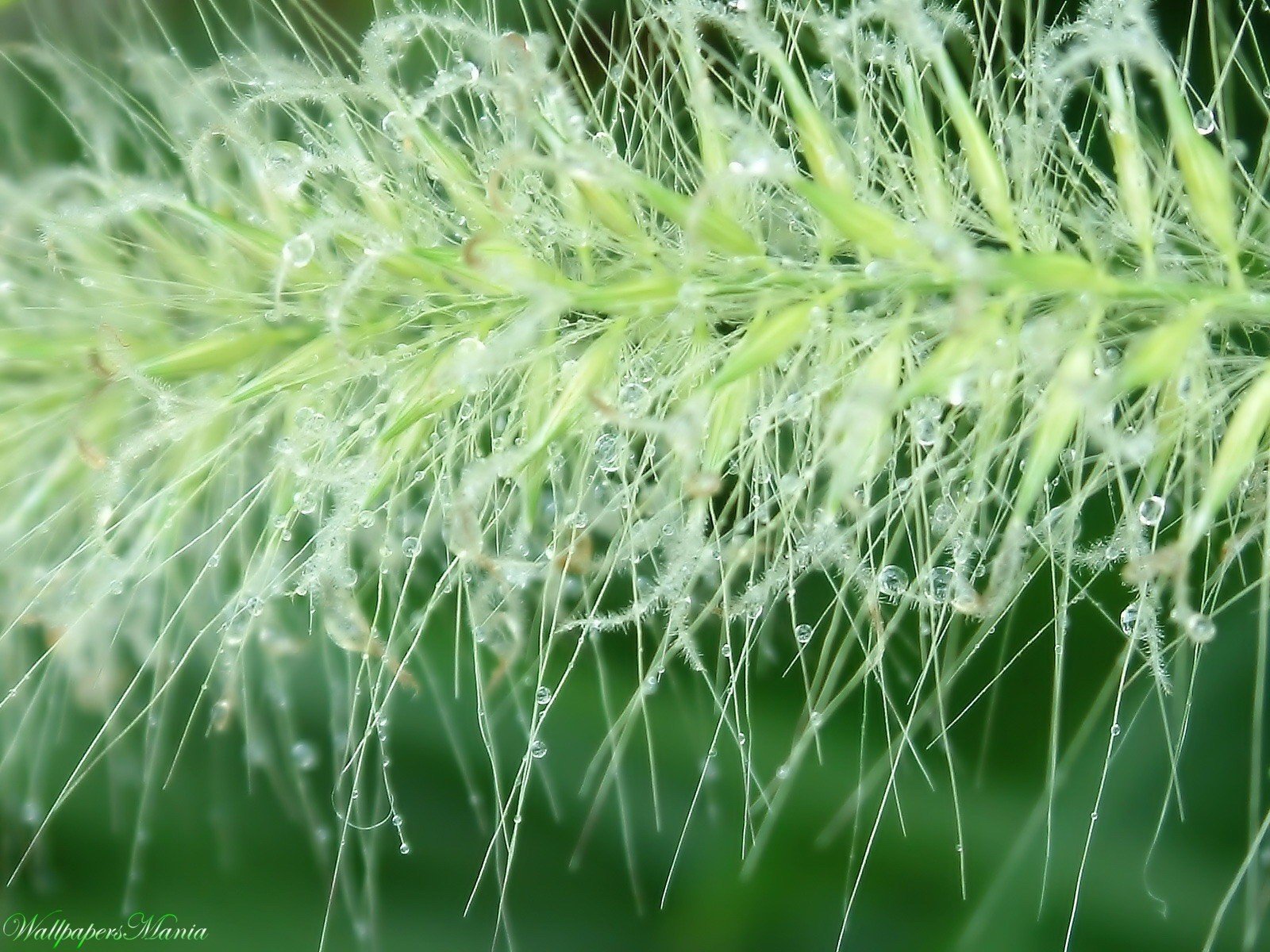 drops branch green