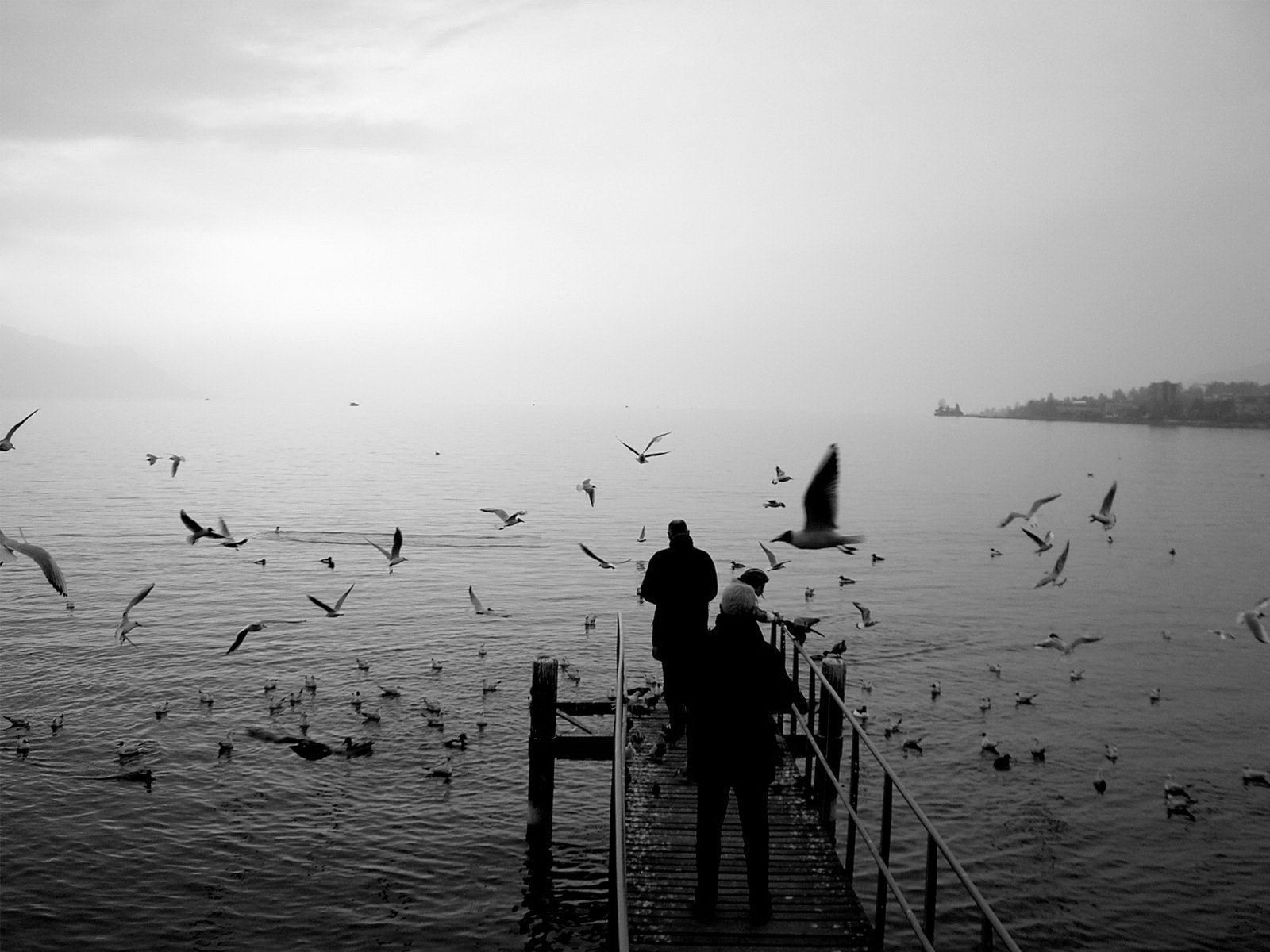 gulls pier black and white