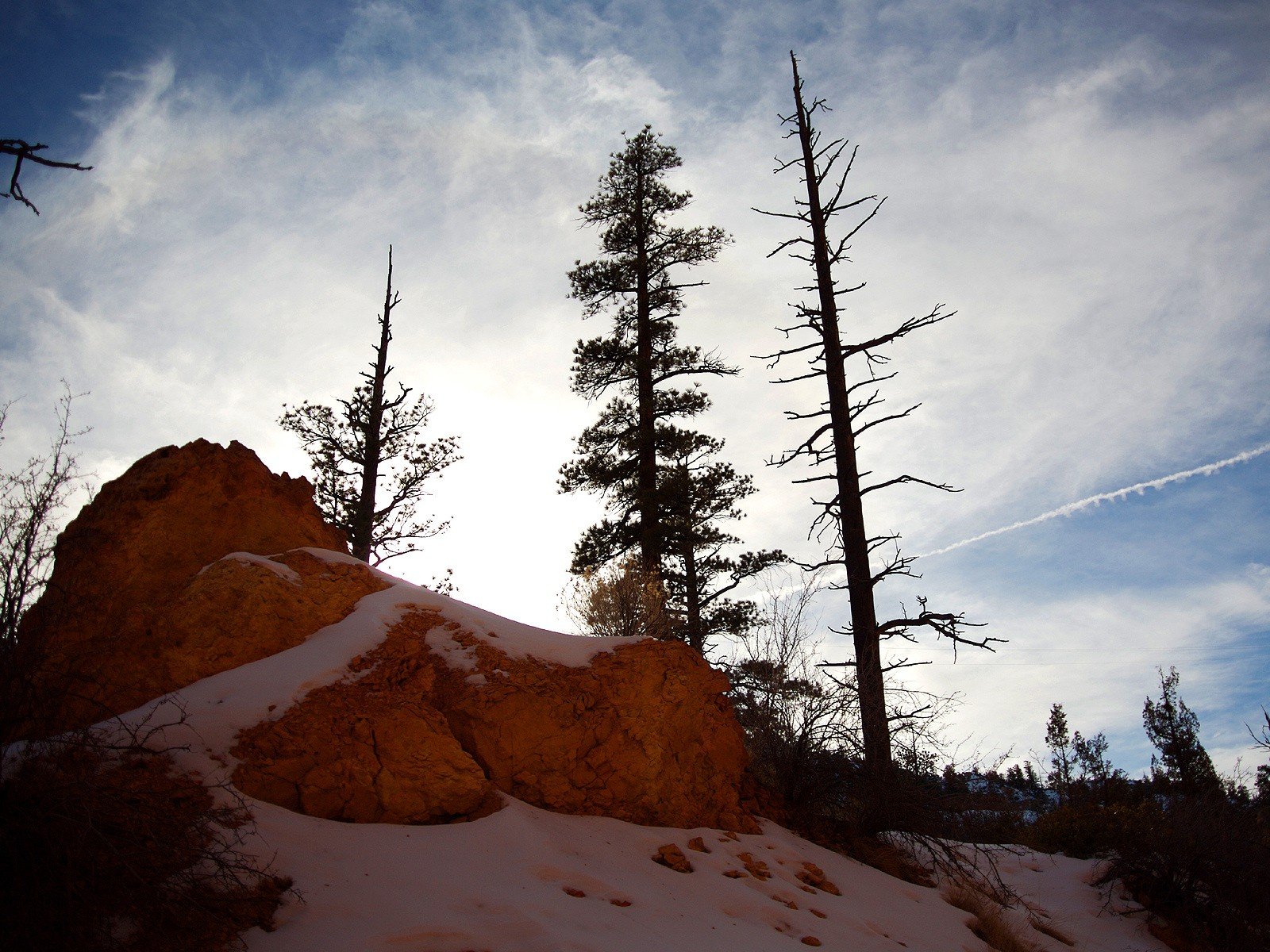 alberi pietra neve