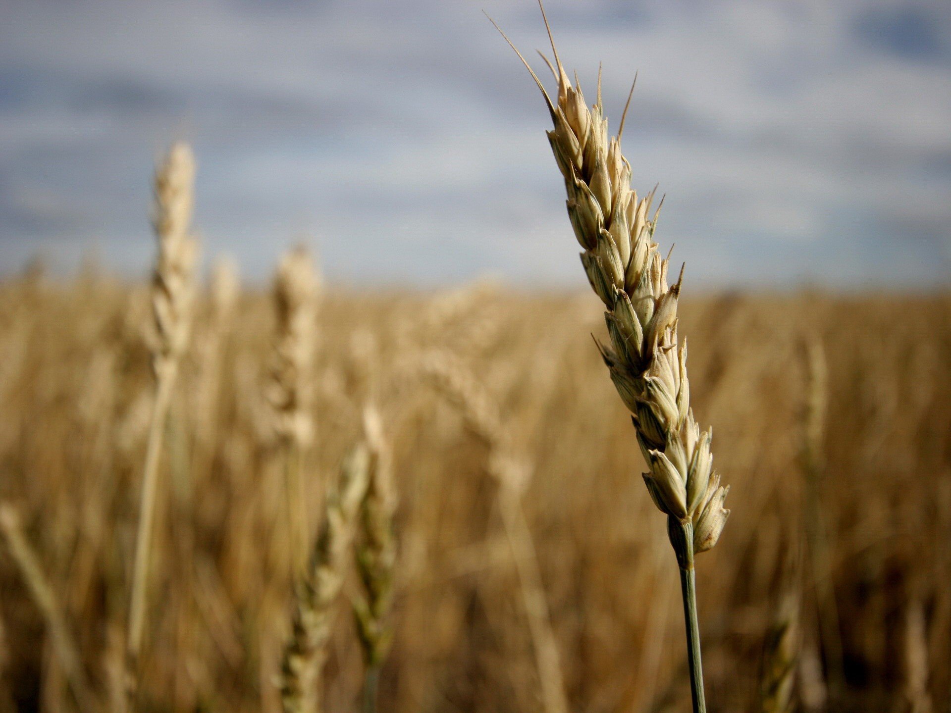 campo grano orecchio