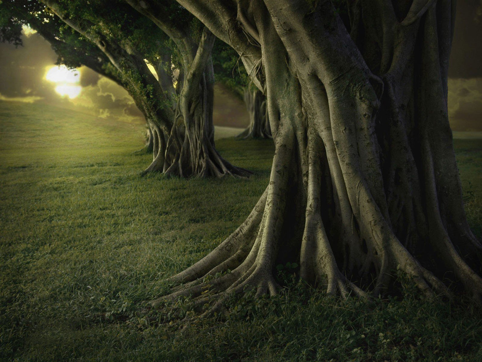 baum dunkelheit groß