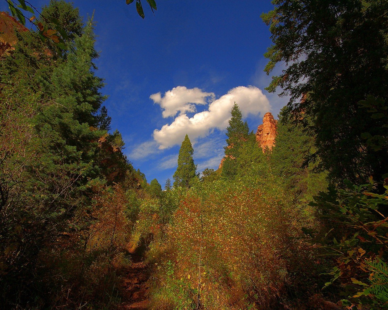 arbres nuages sentier vert été