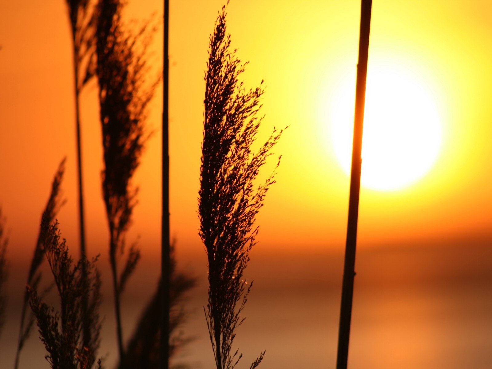 coucher de soleil herbe soleil