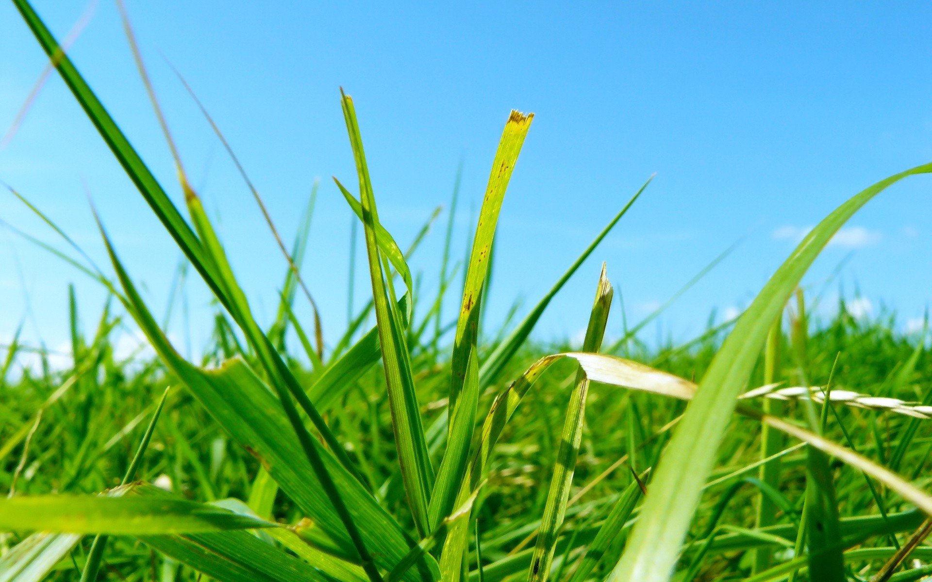 herbe vert bleu feuilles