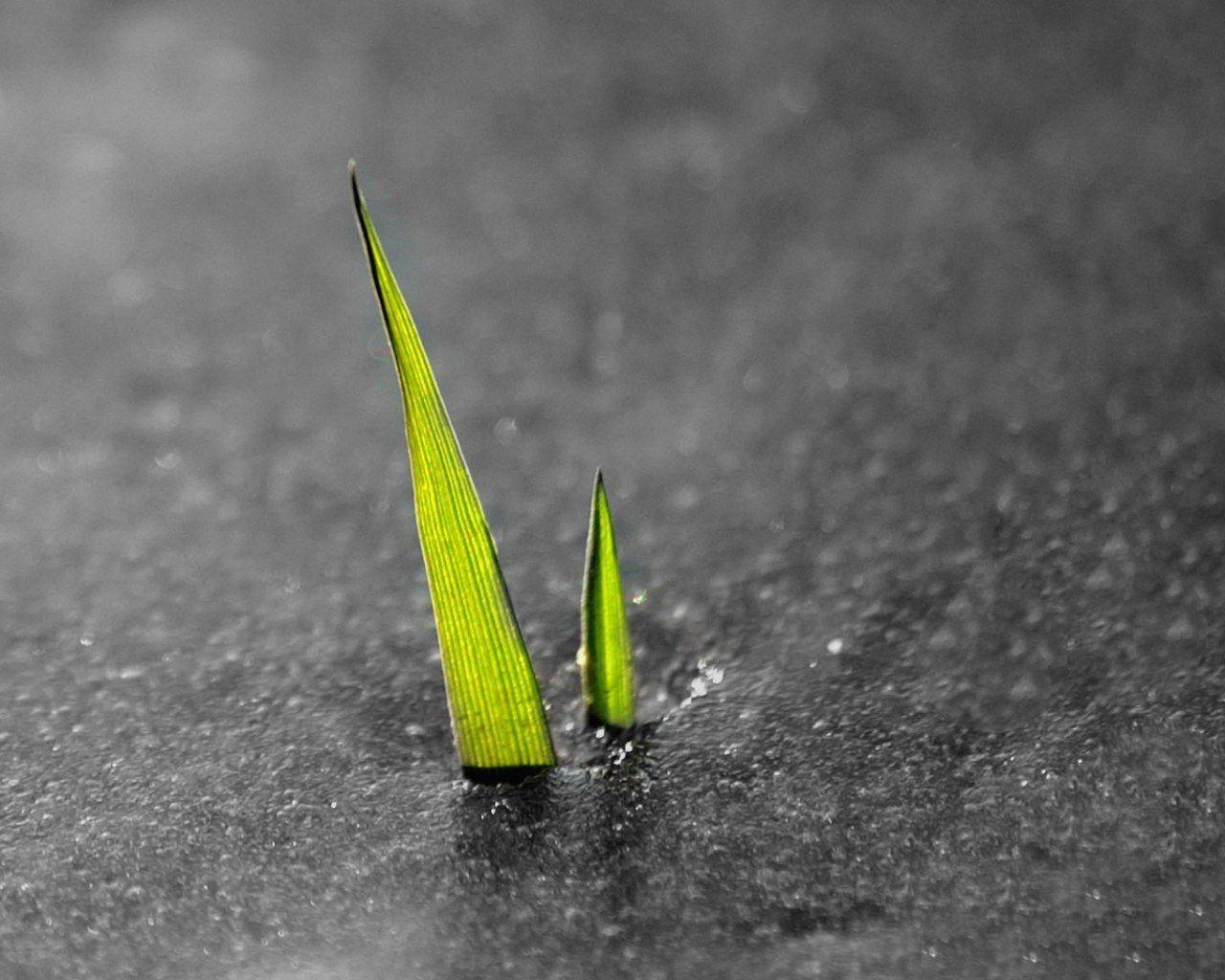 germoglio pianta acqua