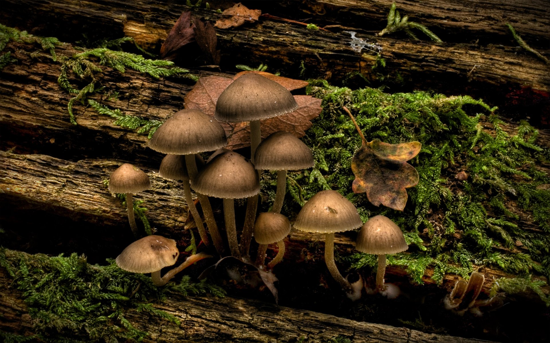 champignons herbe bûche