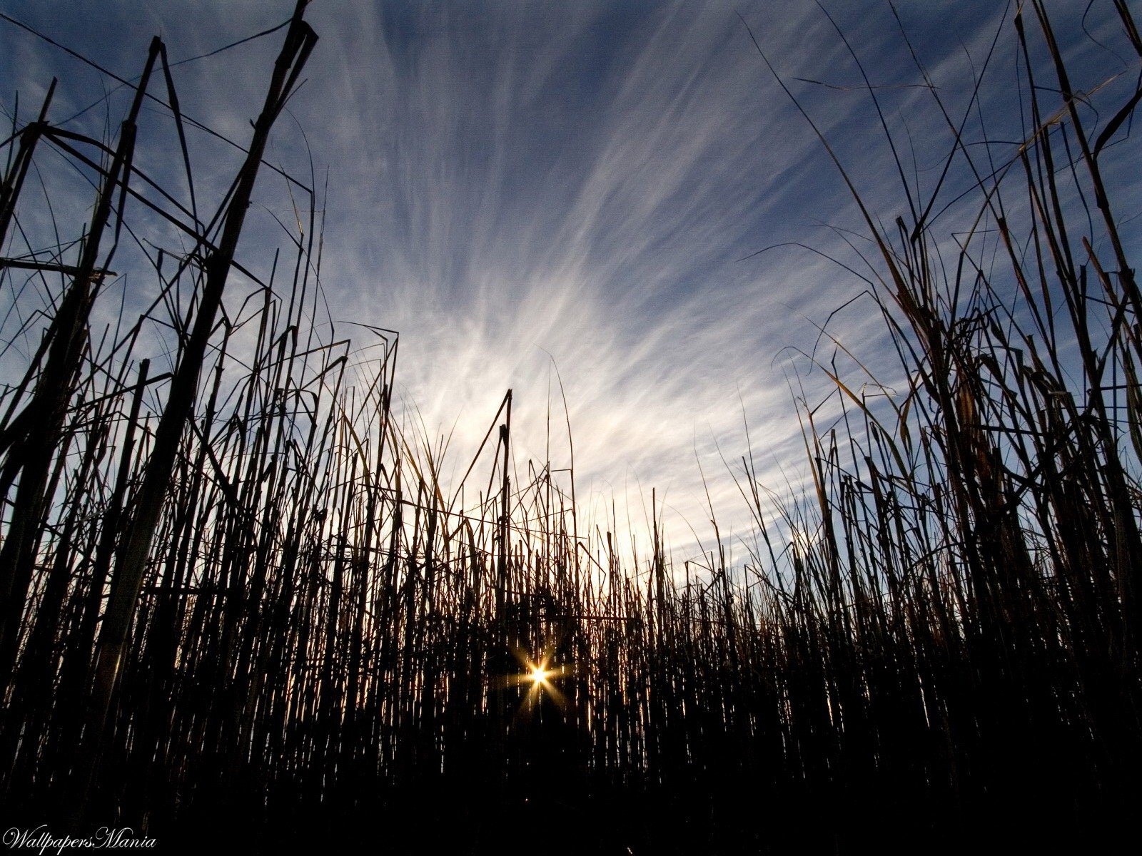 gras sonne himmel