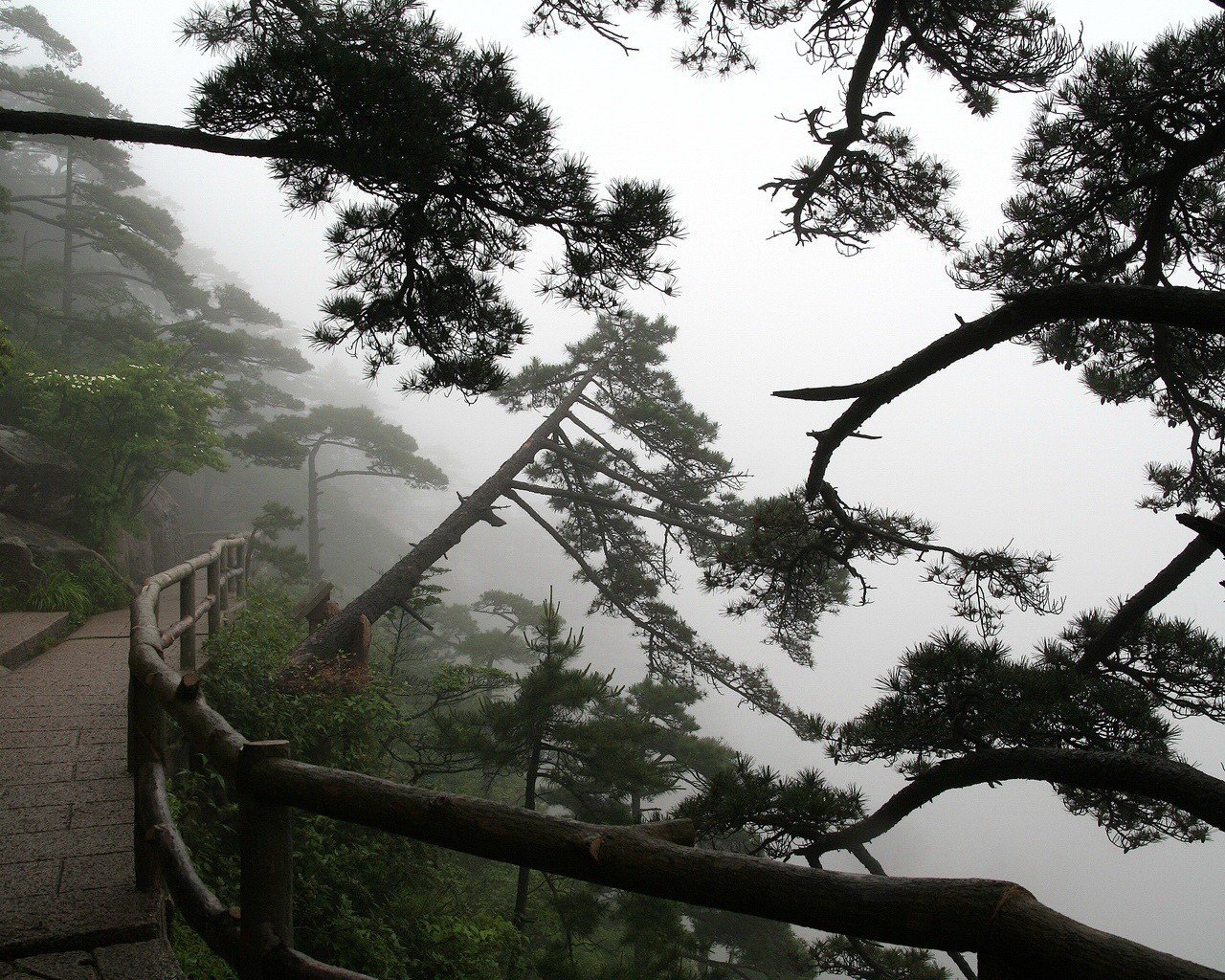 árboles sendero niebla