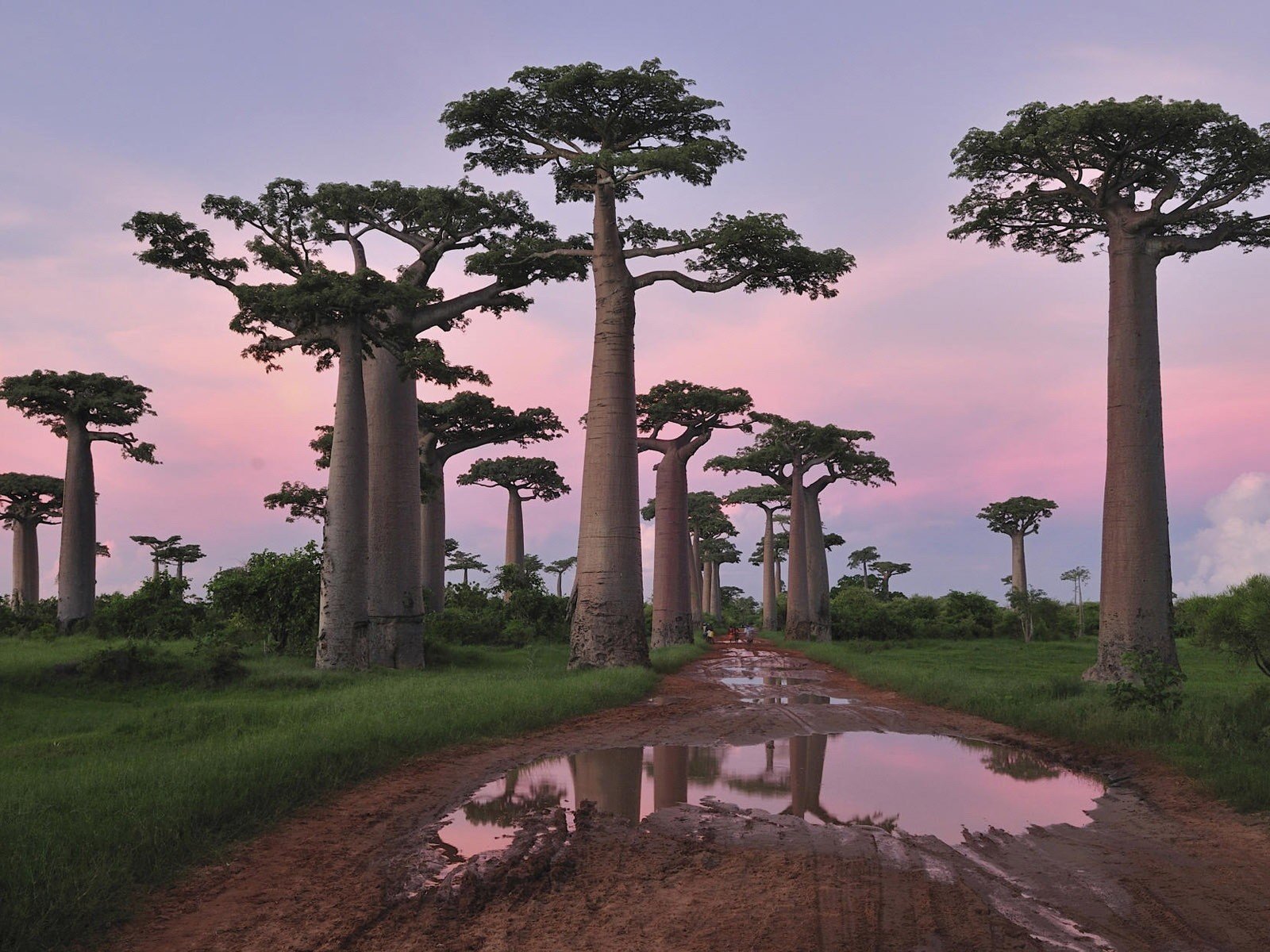 baobabs route flaque d eau