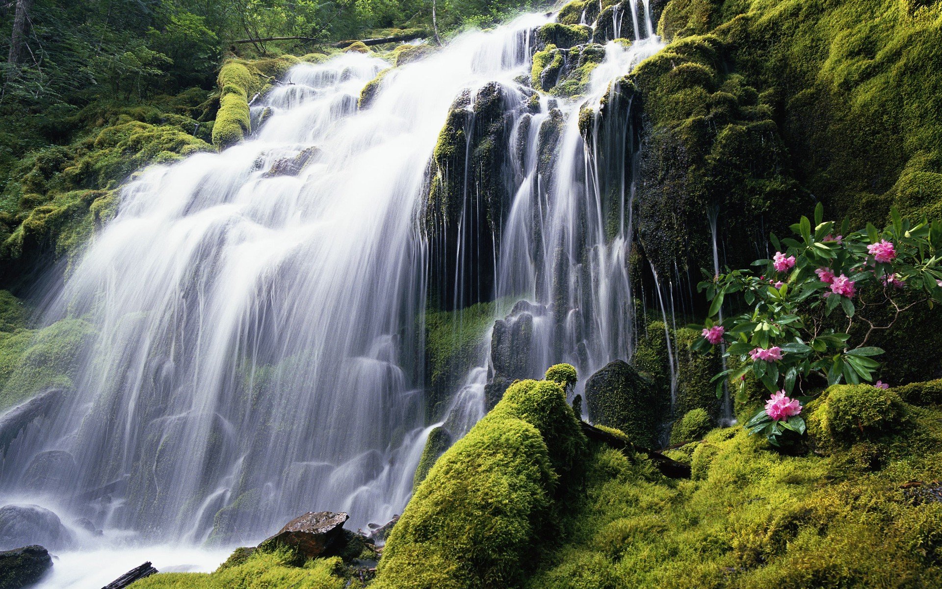 windows 7 sieben wasserfall moos blumen