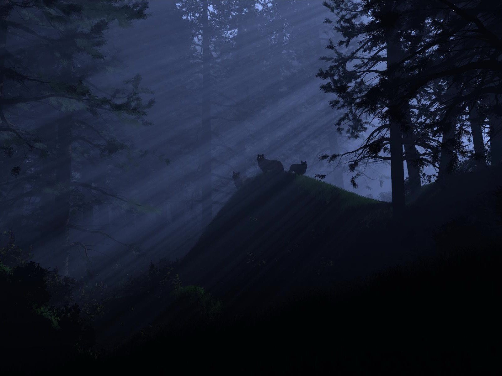 forêt loups lumière nuit