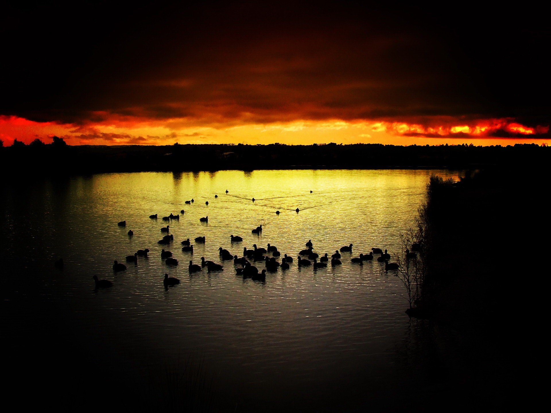 vögel sonnenuntergang kontrast