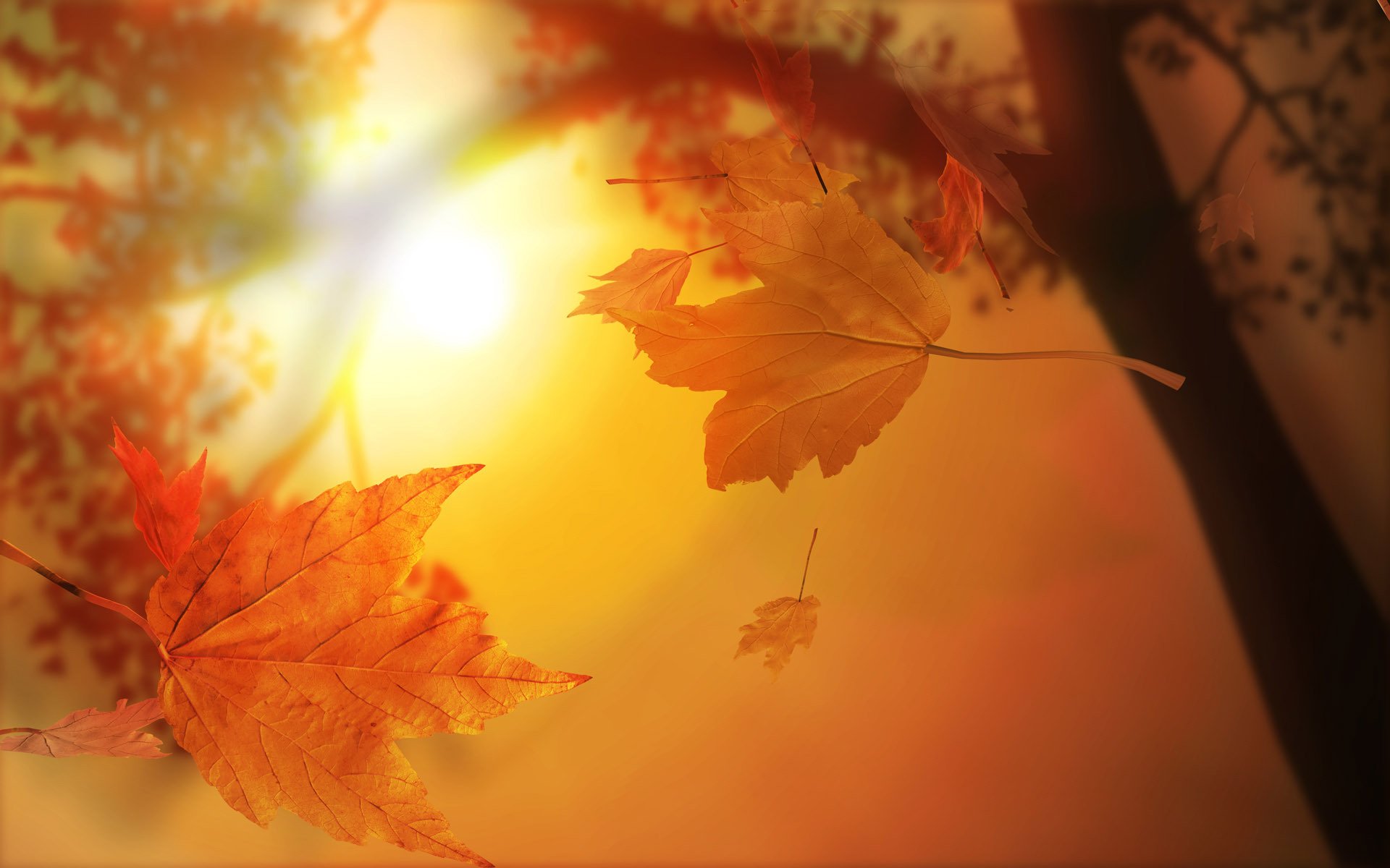 feuilles automne soleil