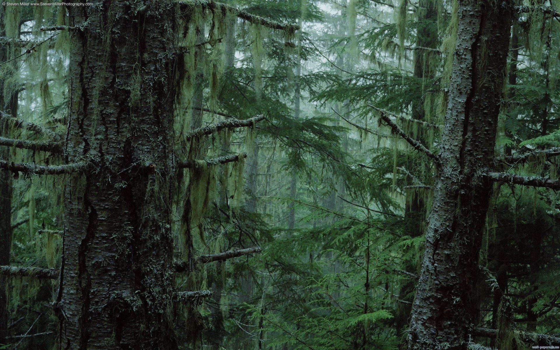 arbres fourré brouillard