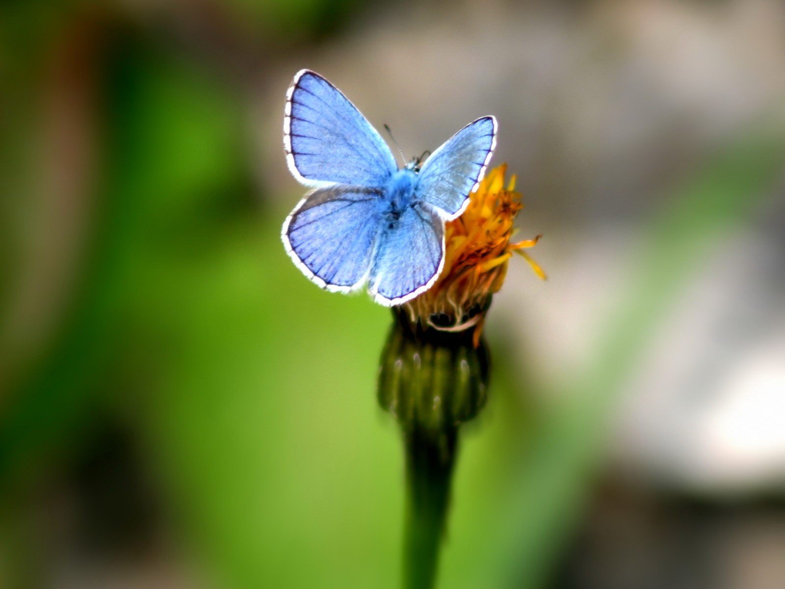 motyl zieleń kwiat