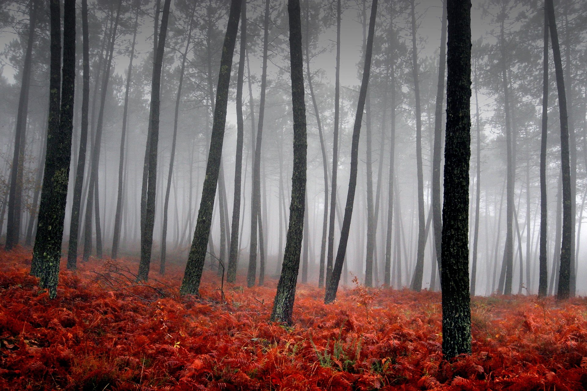 niebla árboles rojo hierba