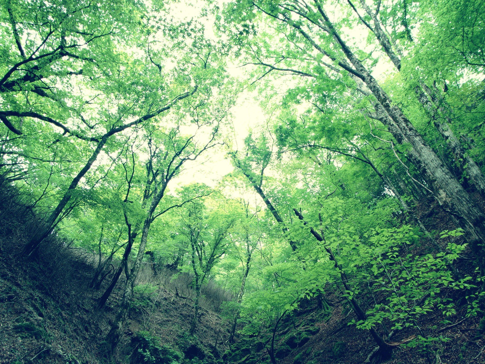 gorge arbres feuilles vert