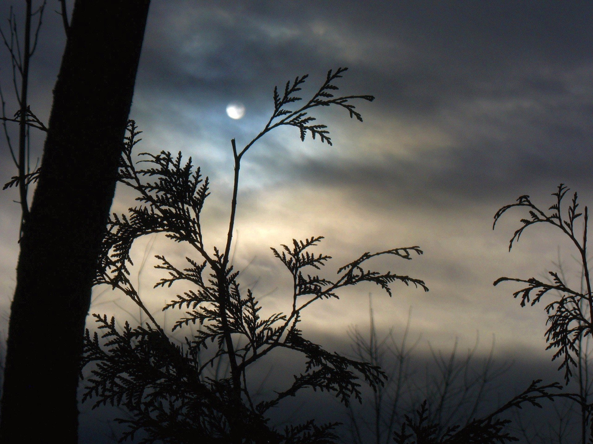 moon fog branches cloud