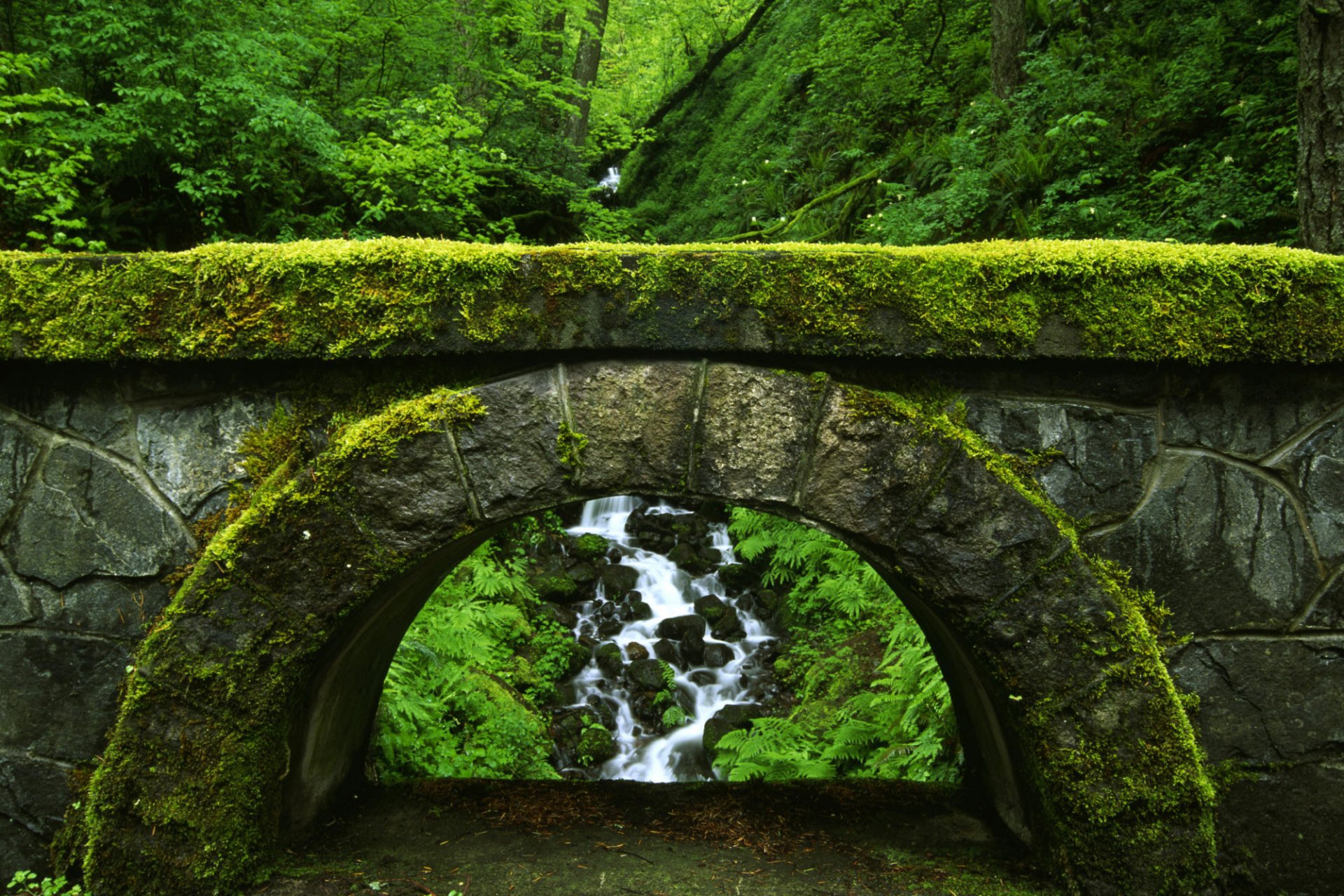 naturaleza puente verde matorral