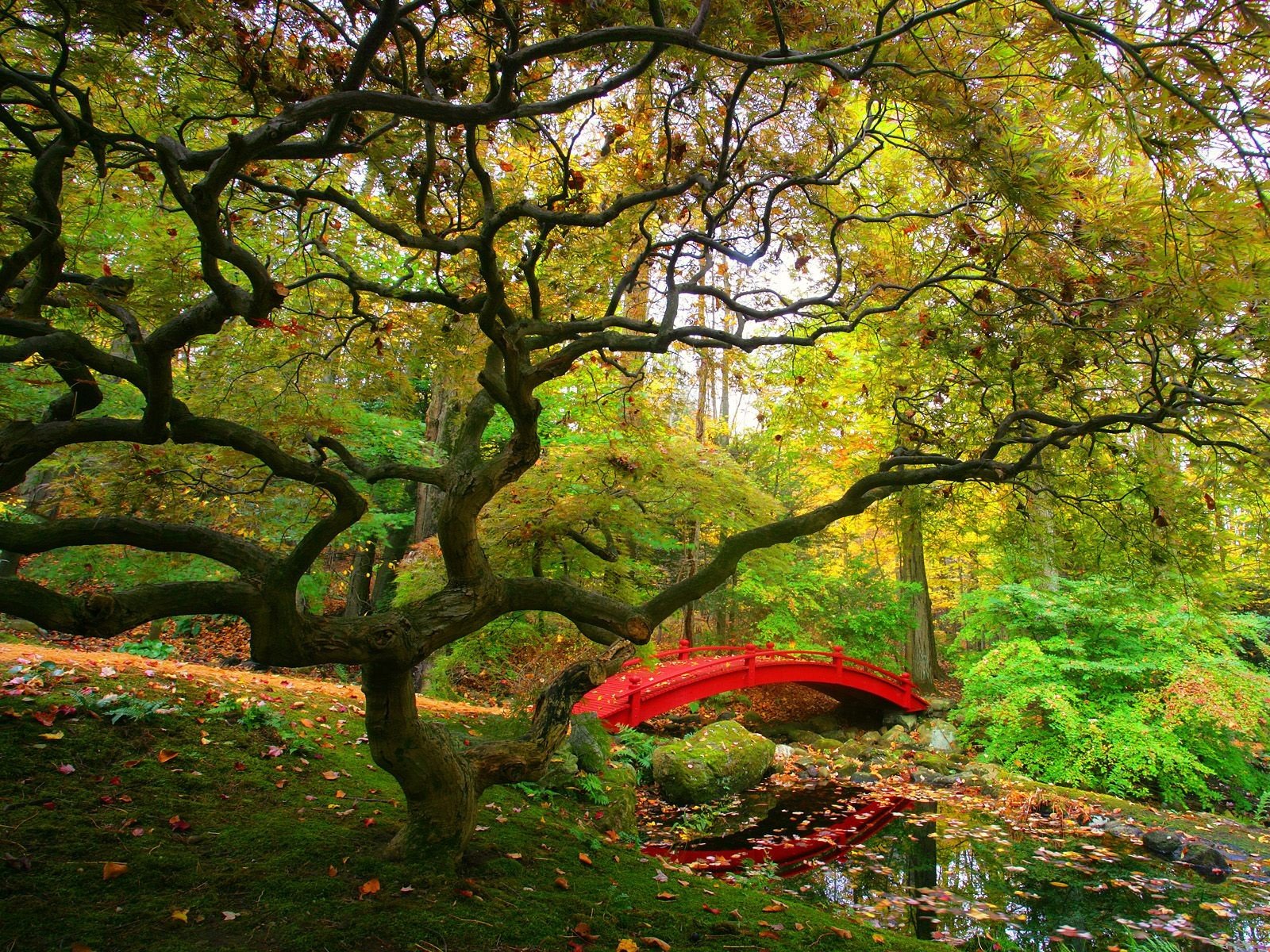 ponte albero new york