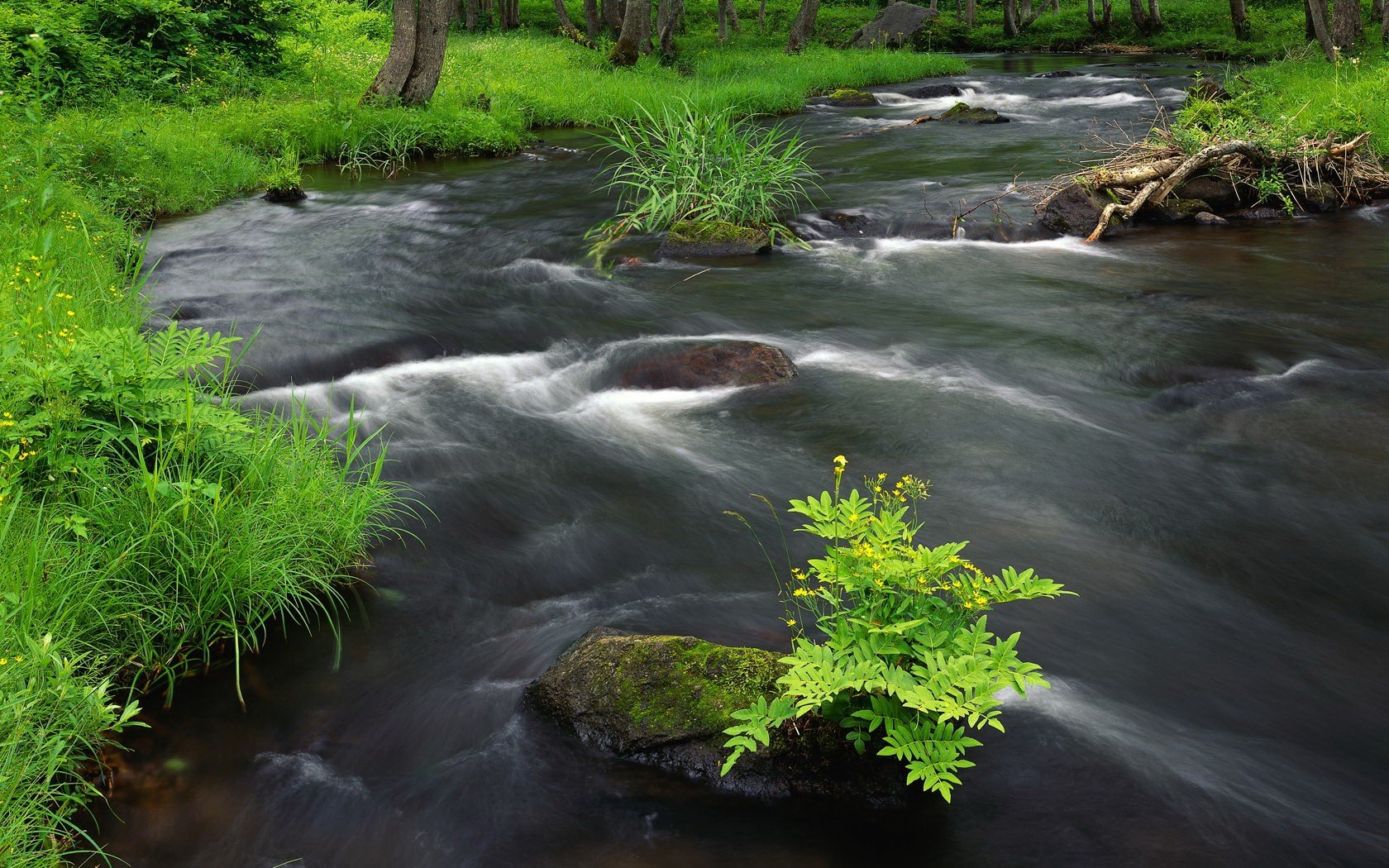 fluss grün gras