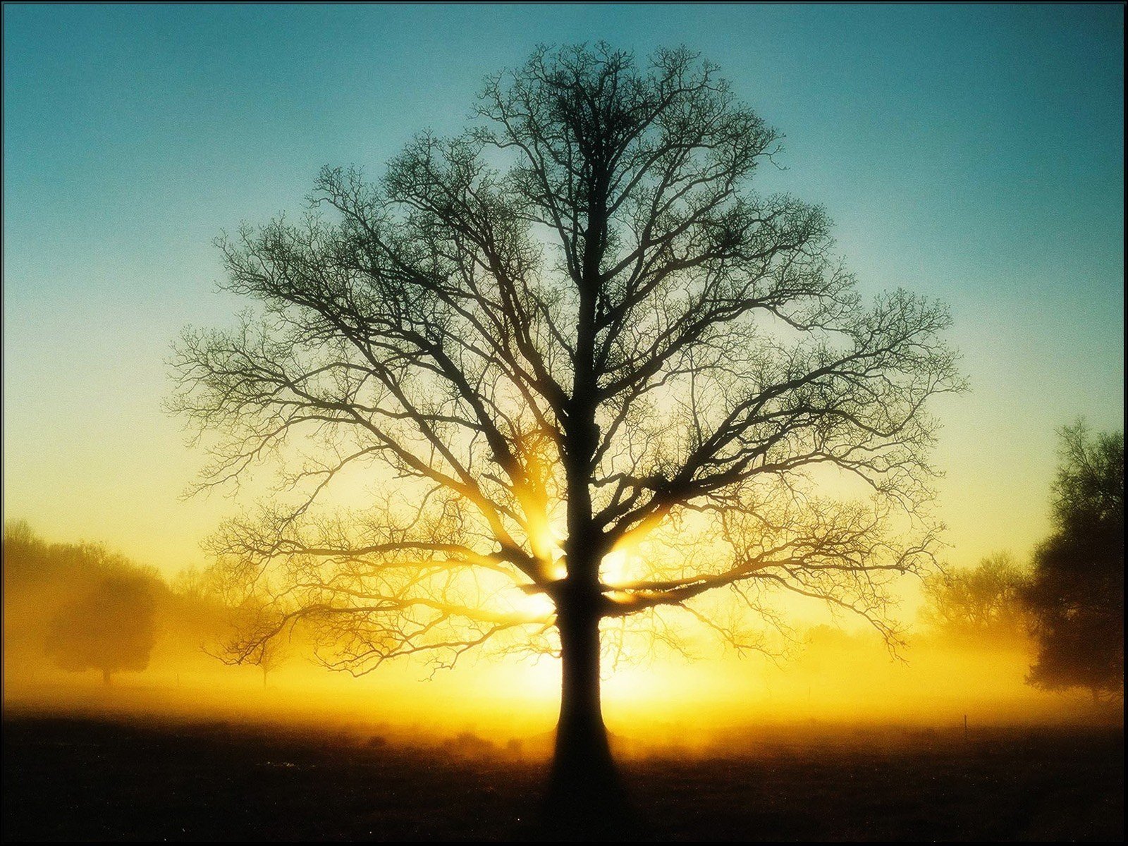 licht baum sonne