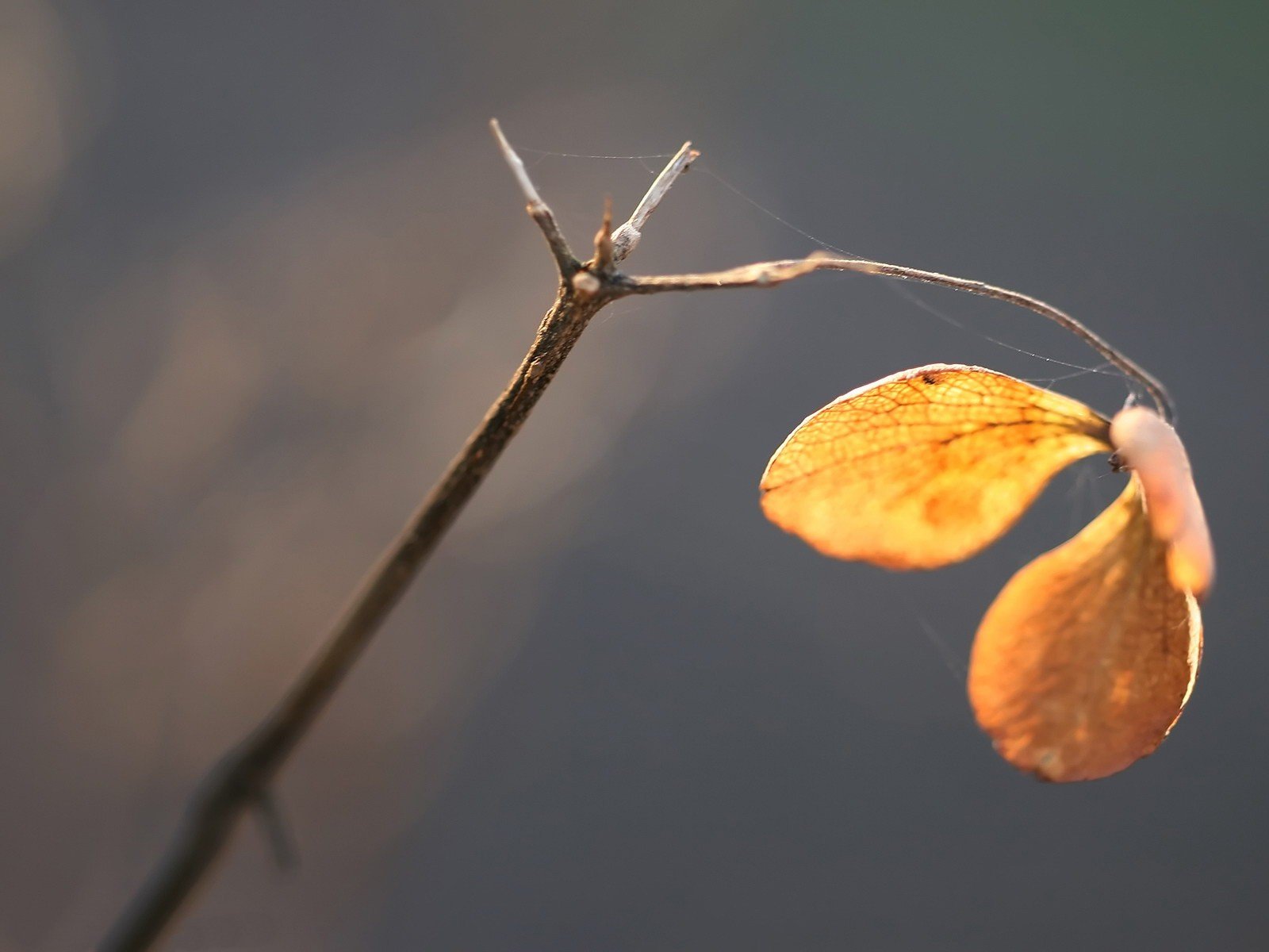 ramo ragnatela autunno