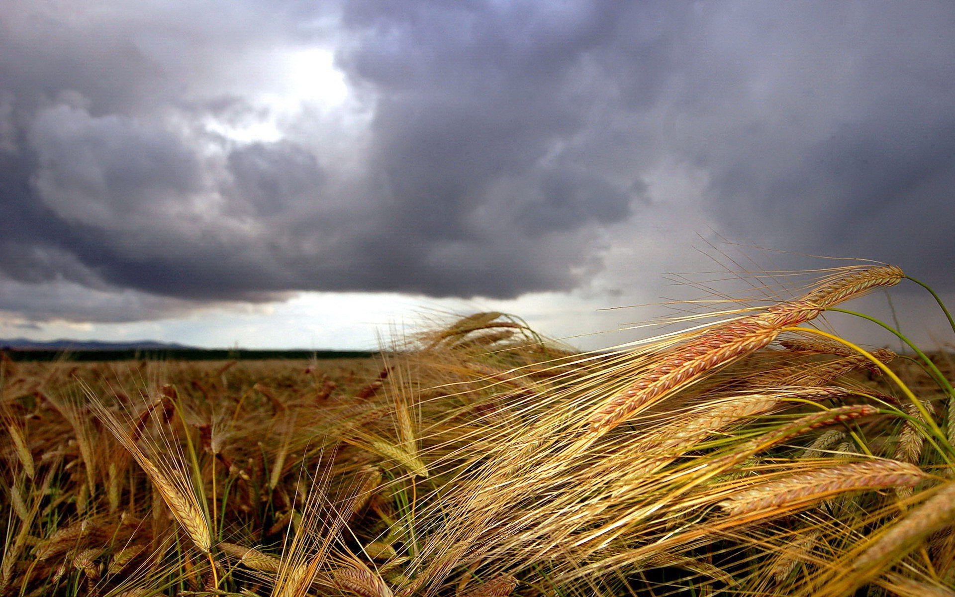 ears clouds the field