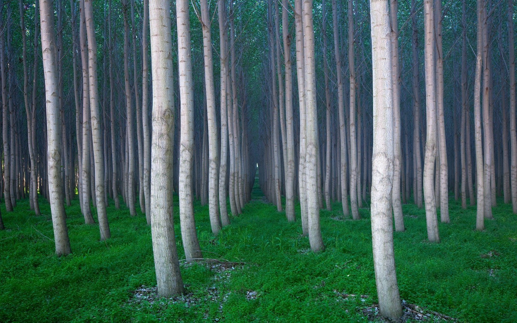 arbres herbe forêt