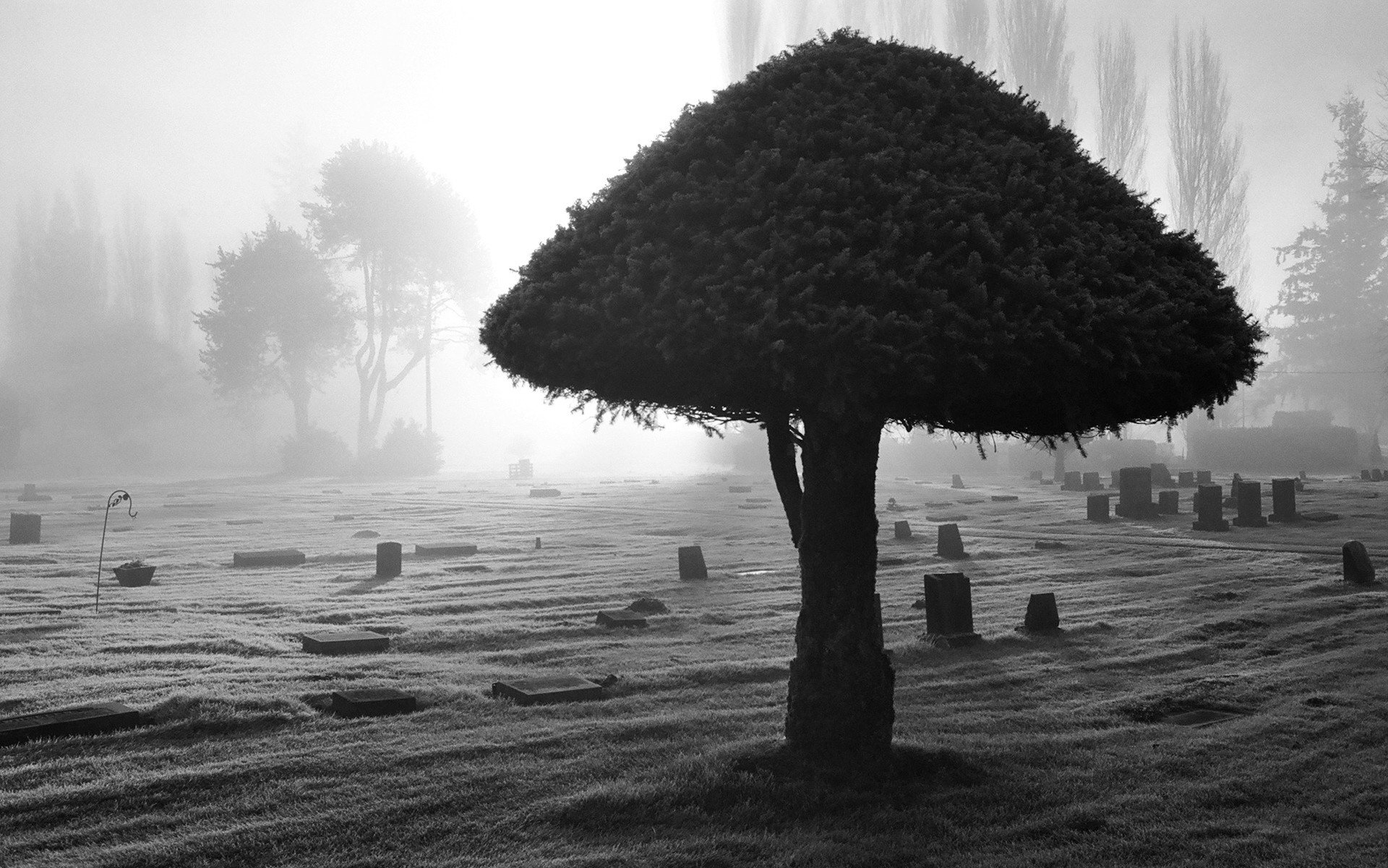 bianco e nero albero luce cimitero