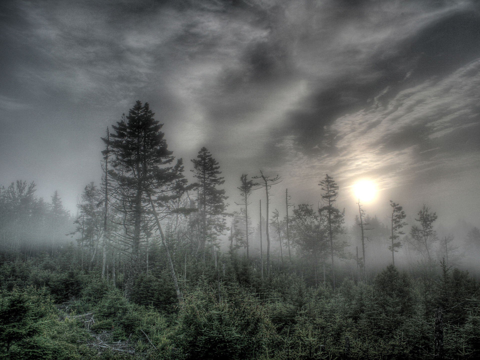 forêt brouillard arbres soleil