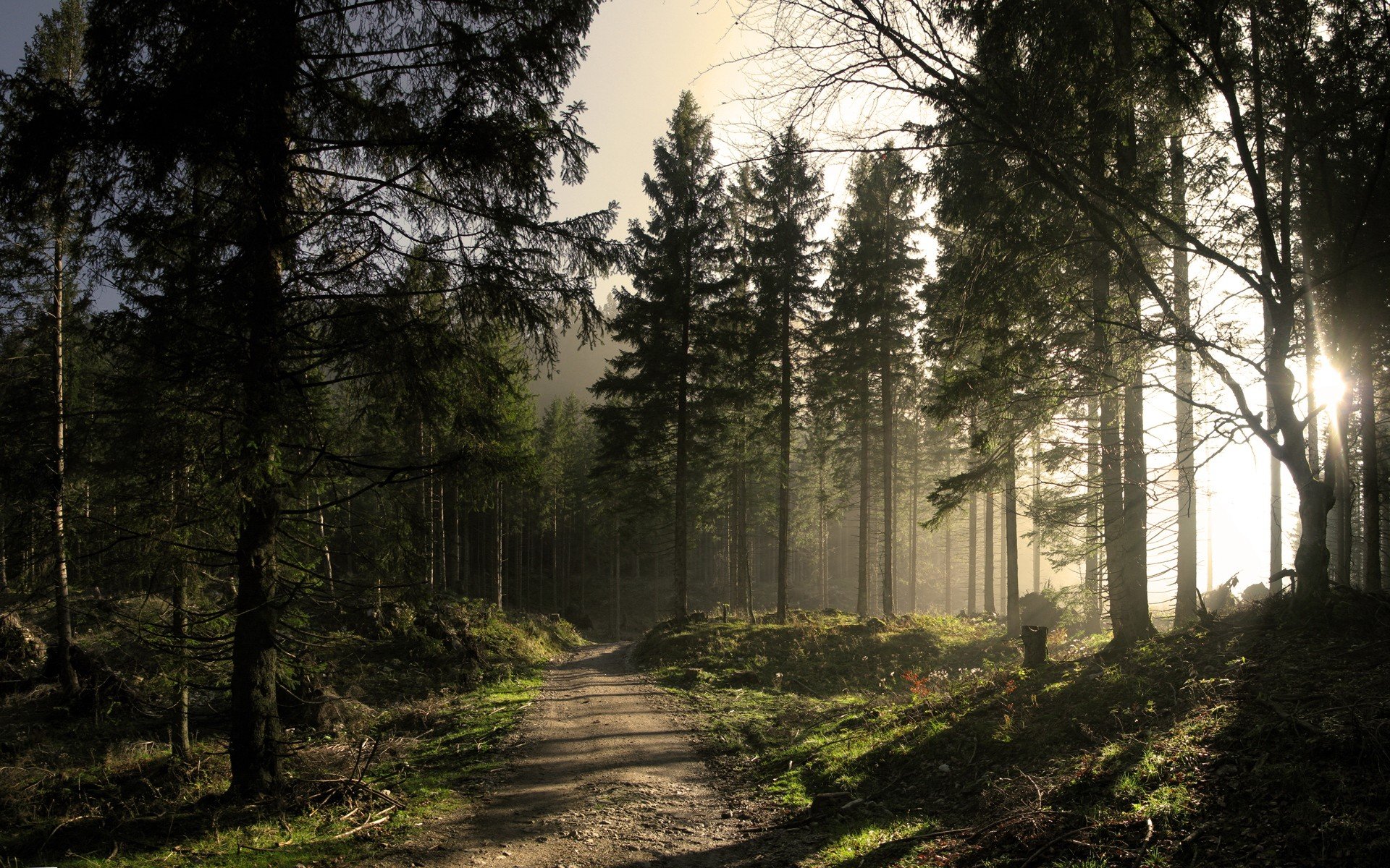 forest road sun