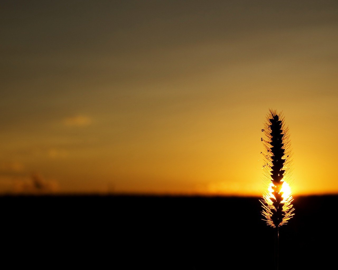 orecchio sole tramonto