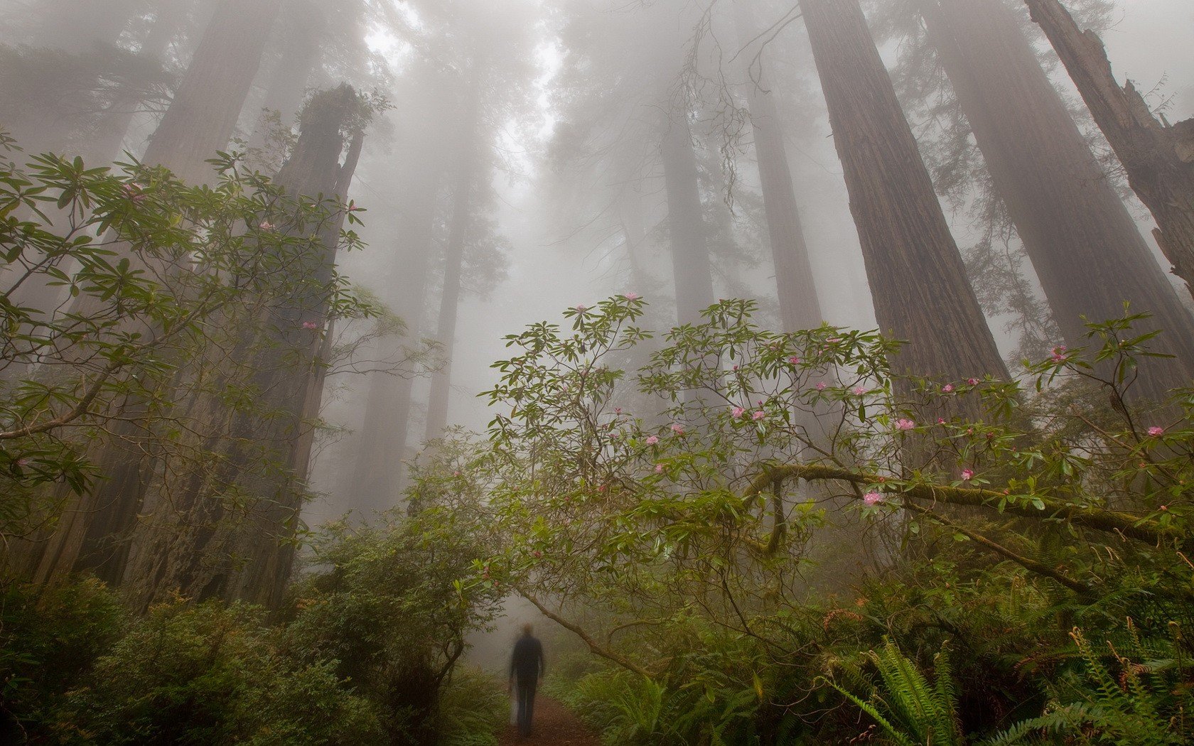 fog forest tree trail man