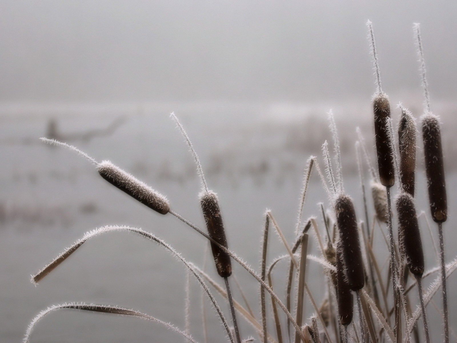 herbe givre marais brouillard