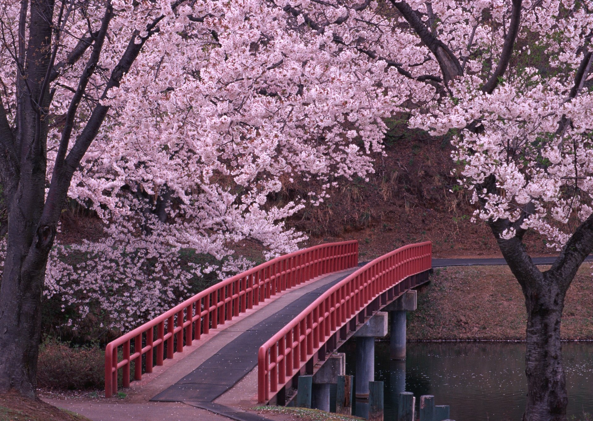 japón sakura puente